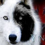 Ying Yang the Wolf