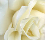 White Rose by PsychologicalToaster