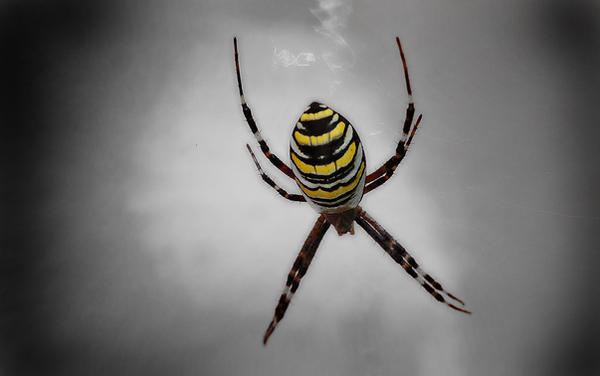 Spider Insect Deviantart spider... by daywalkerint on DeviantArt