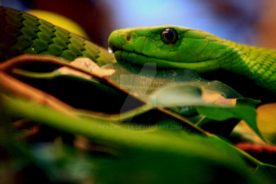 Green Tree Snake