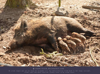 Little wild piggies 4