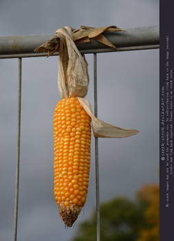 Corn cob 3