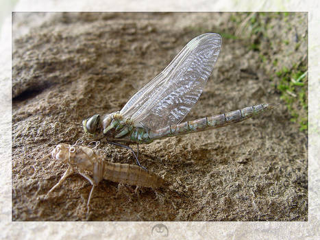 'Birth' of a dragonfly