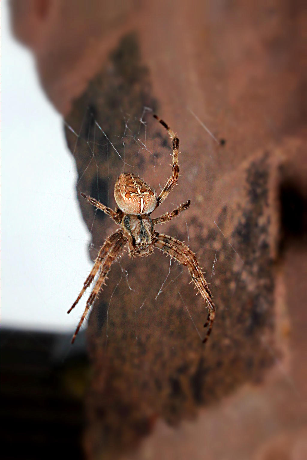 SPIDER AND WEB AUGUST 2015  61 Fotor