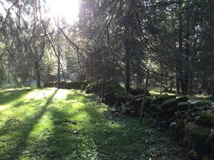 Afternoon sun along the stone fence