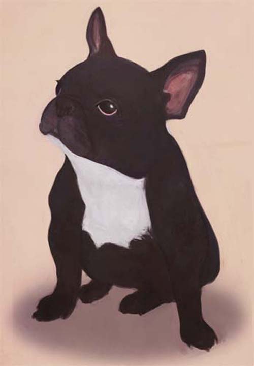 French Bulldog