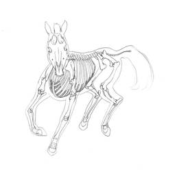 Przewalski Horse Skeleton
