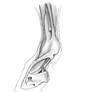Horse Hoof Muscles and Tendons