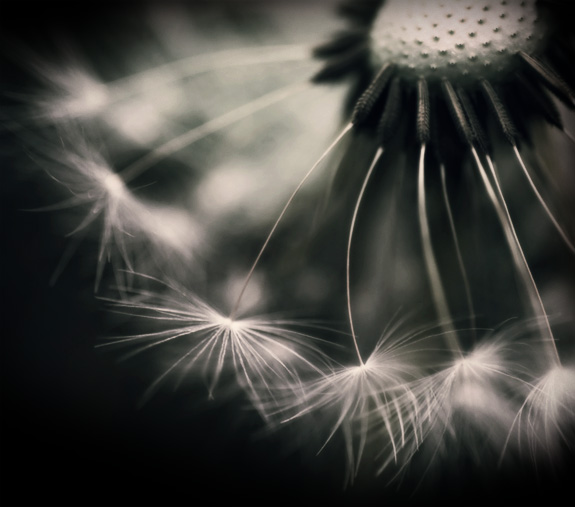 Dandelion soft focus