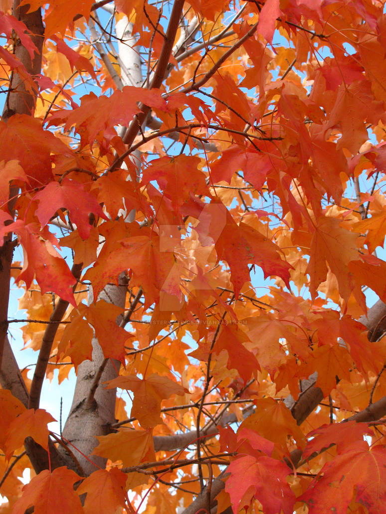 peak at the sky through colors unending!