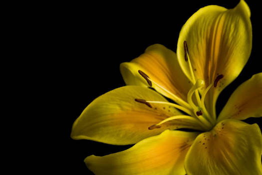 Yellow Lily