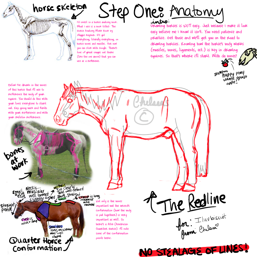 Lesson One: Horse Anatomy