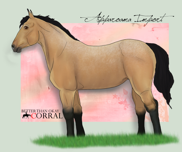 Apparoama Filly Import-4