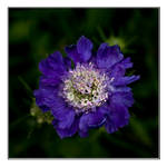 Colour me purple by Sadandal