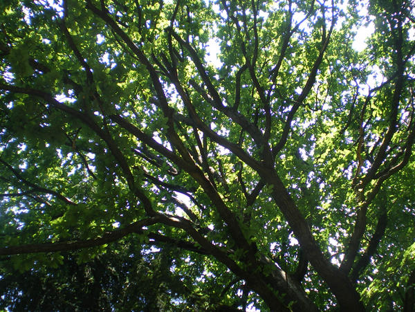 Tree in the summer