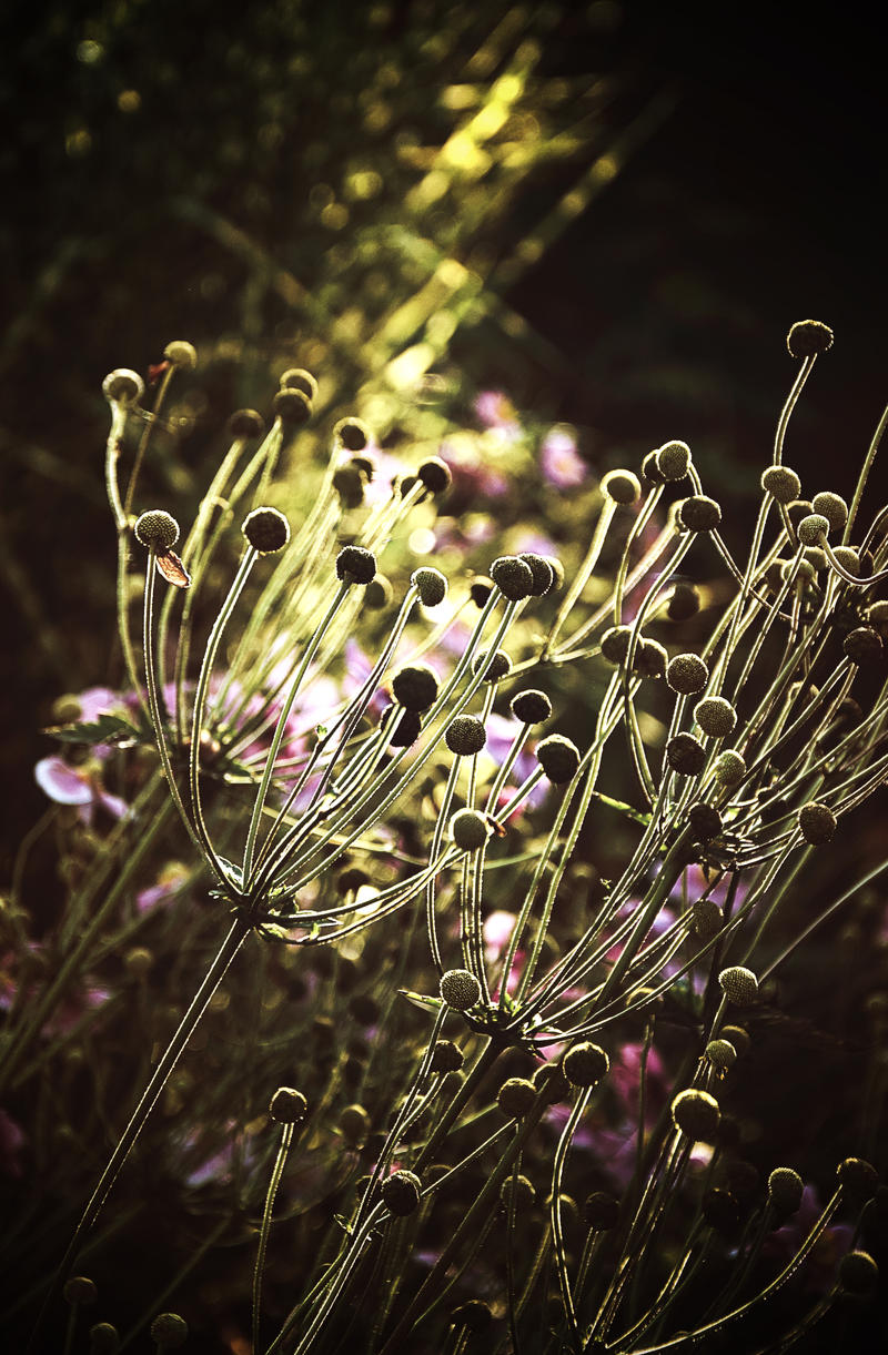 Marbles Flower