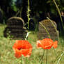 Two Poppy Flower, Two Gravestones