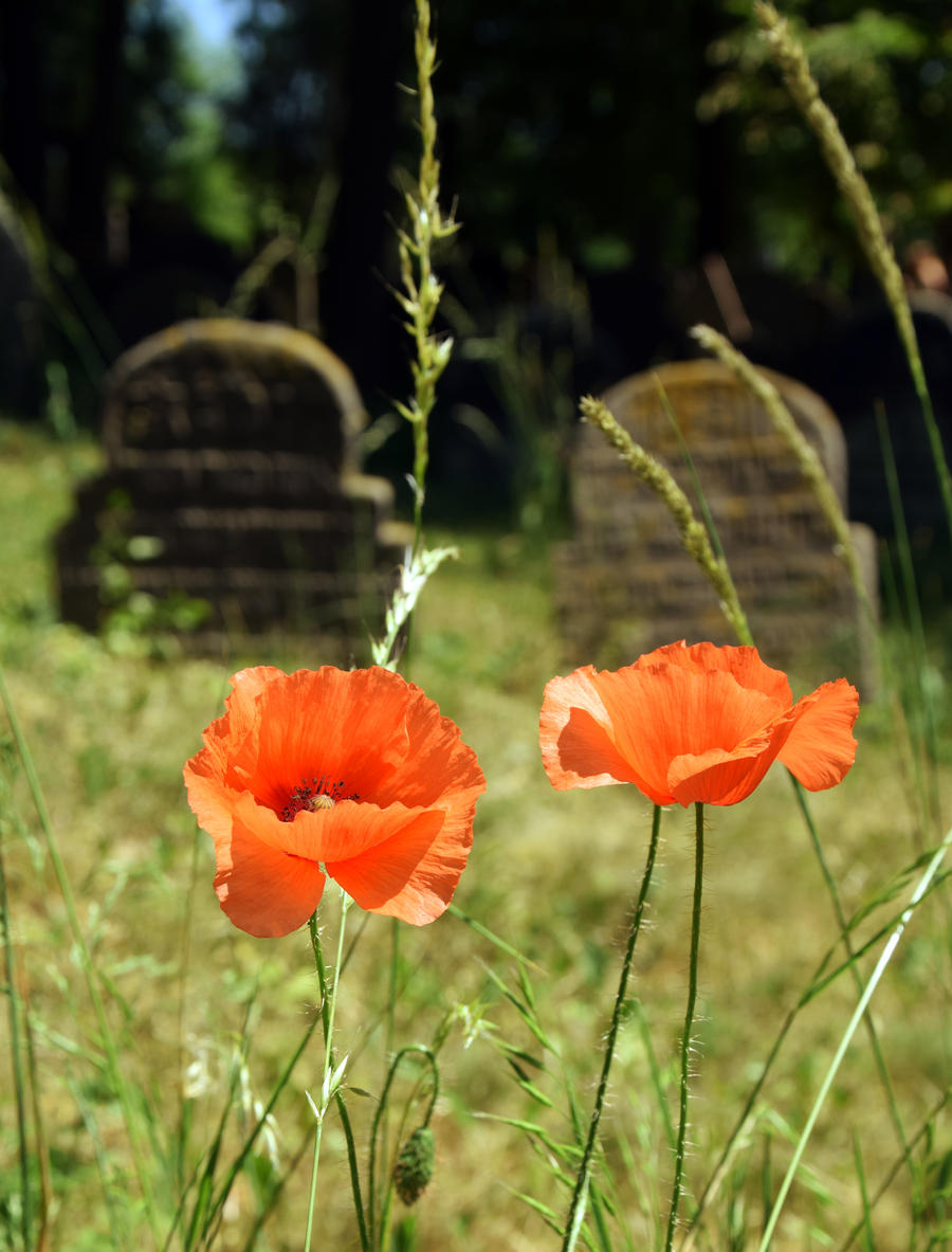 Two Poppy Flower, Two Gravestones