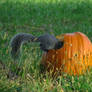 Squirells n pumpkins 2