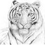 Pencil Tiger