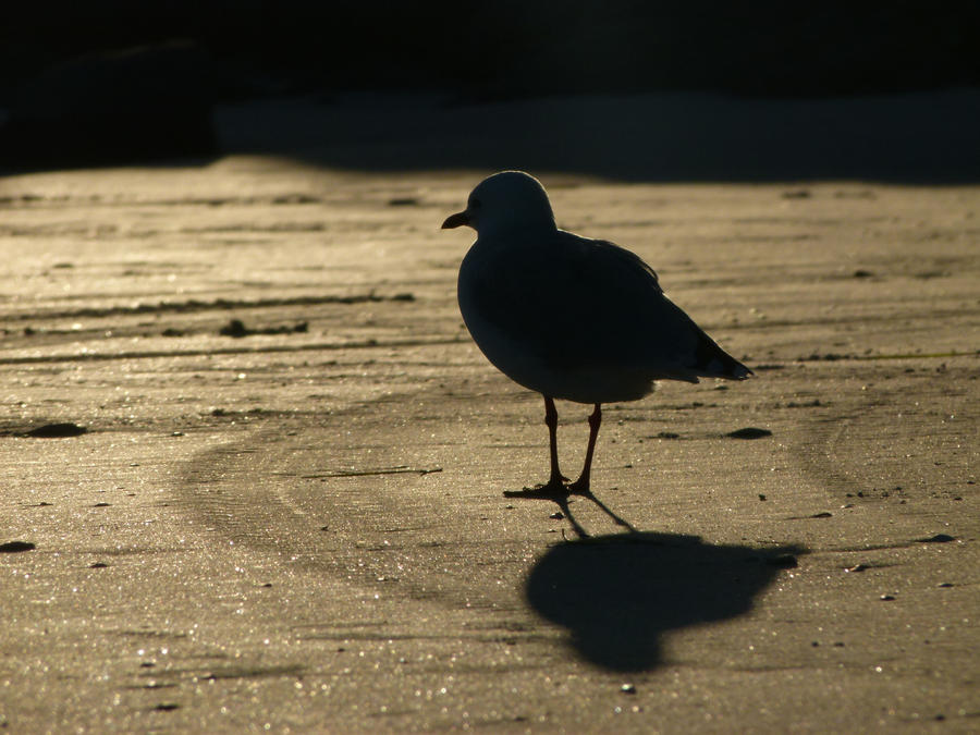 Seagull at Sunset