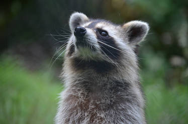 Racoon