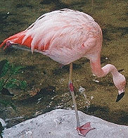 Real Flamingo