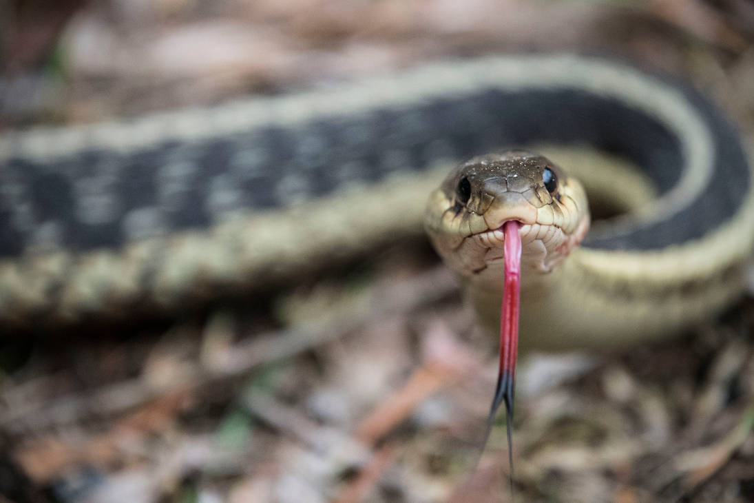 Backyard Snake 3