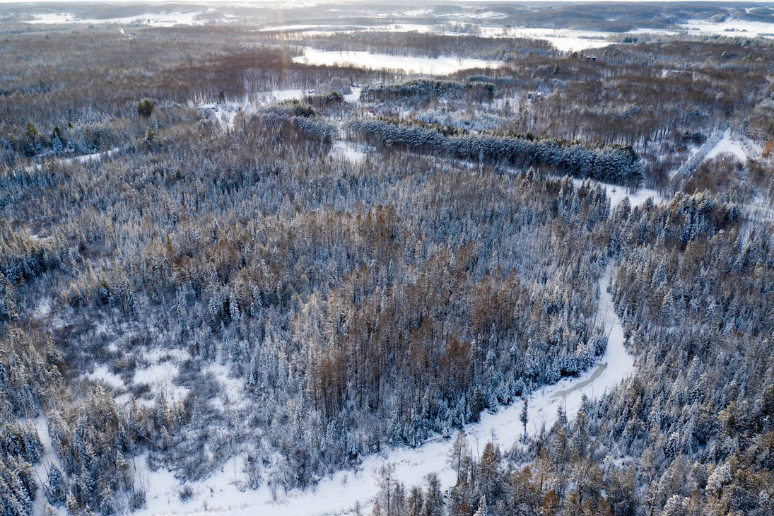 Winter Trees From Above 3