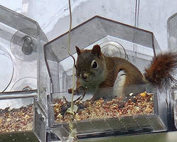 Roo Roo in the Window Feeder