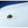 Lady Bug on Bottle