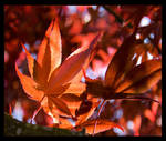 Autumn Symphony by AniMal-e