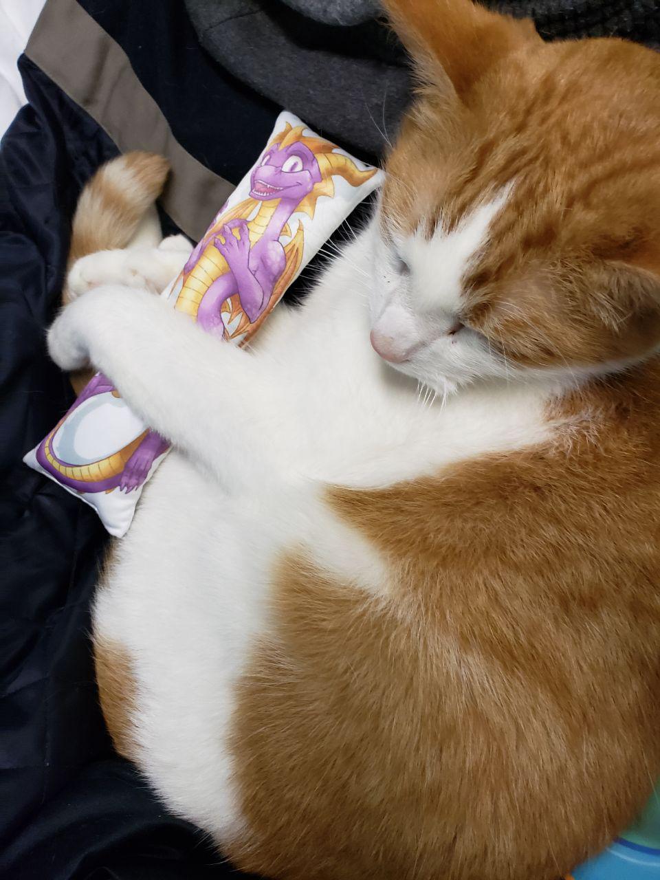 Kitty loves his Pillow