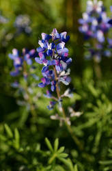 Silver Lupine