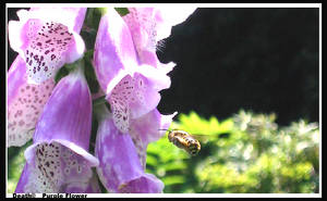 Purple Flowers