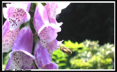 Purple Flowers