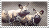 DA Stamp - African Wild Dog 01