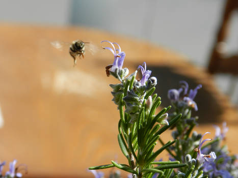 In Flight