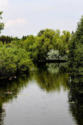 Forest Pond