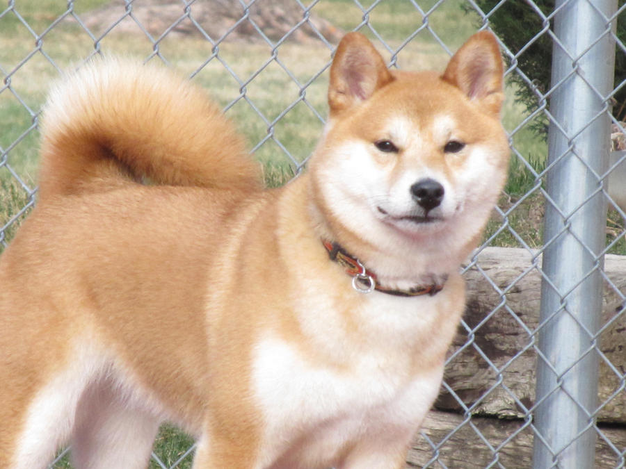 My Beautiful Shiba Inu