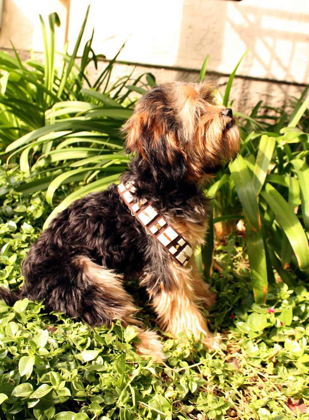 Teddy the Chewbacca Dog (Side Profile)