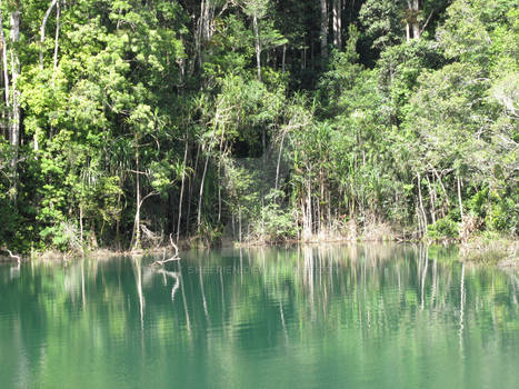 Reflection Rainforest