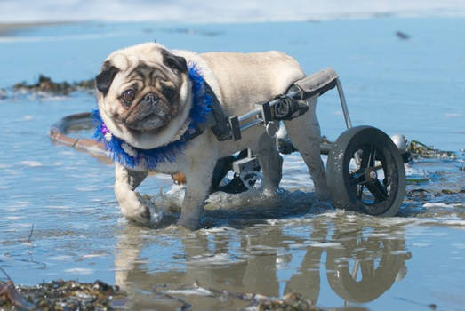 Morty at Dillon Beach.