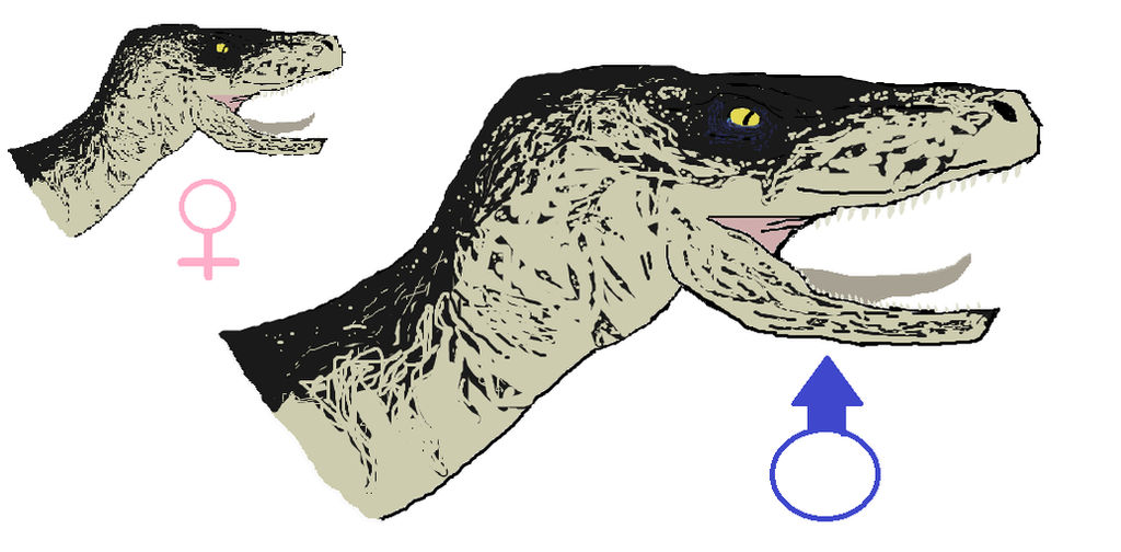 2 Female Raptors Primeval Raptor male and female by Stevebomer24 on DeviantArt