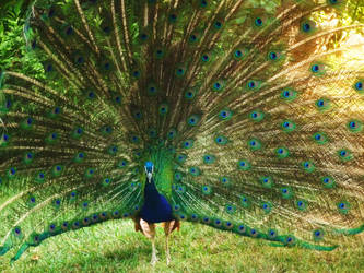 Peacock