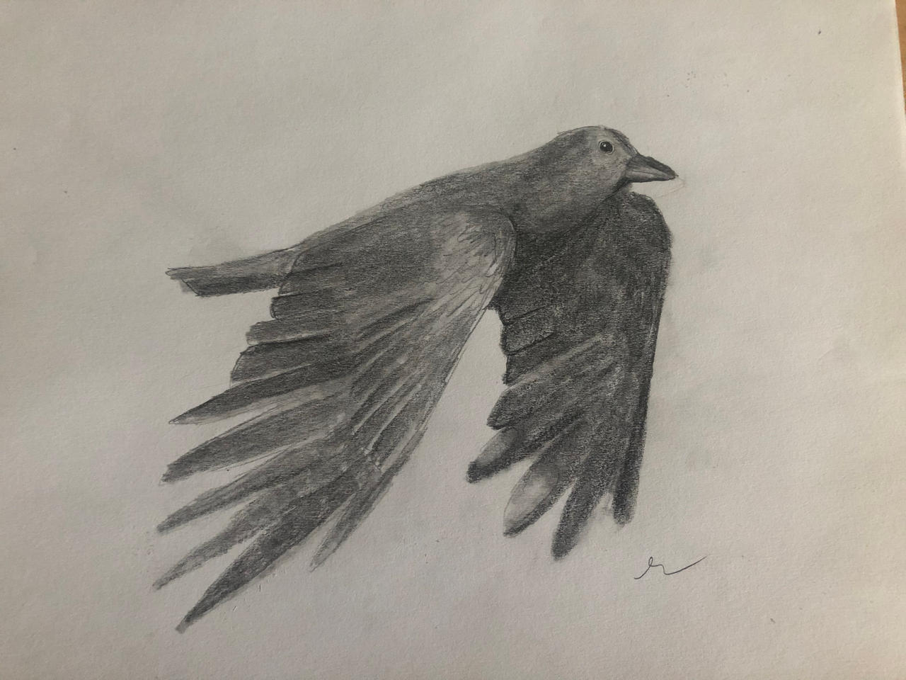 Crows Graphite Graphite Crow by Mystic-Lotus on DeviantArt