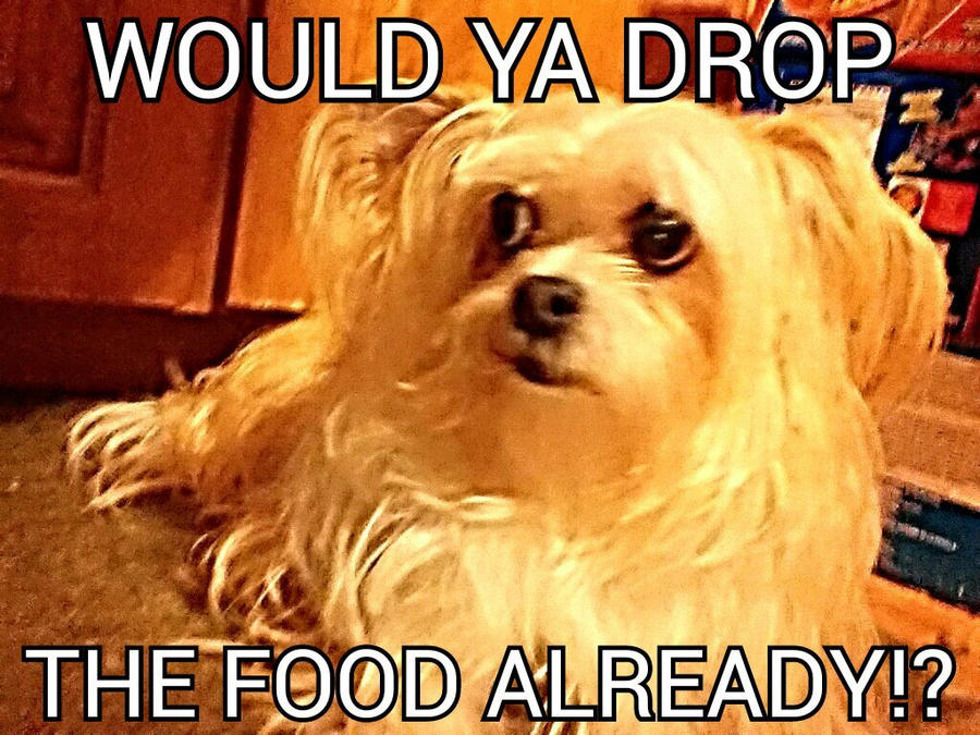 Hungry pooch