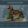 Ambassador - Star Horse