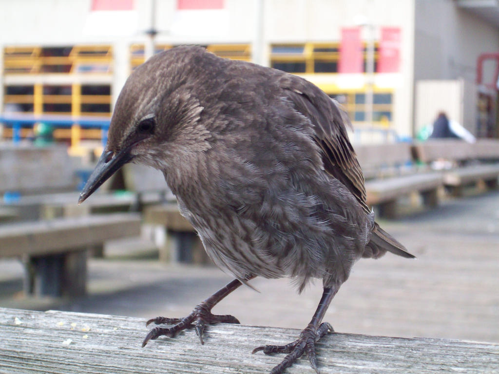 Juvenile Starling