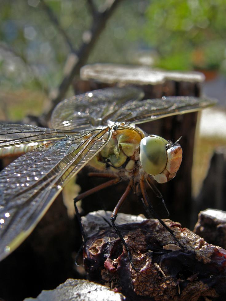 Dragonfly2